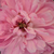 Rose - Rosier hybride perpetuel - Jacques Cartier